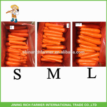 China Natural Fresh Carrot Exporters